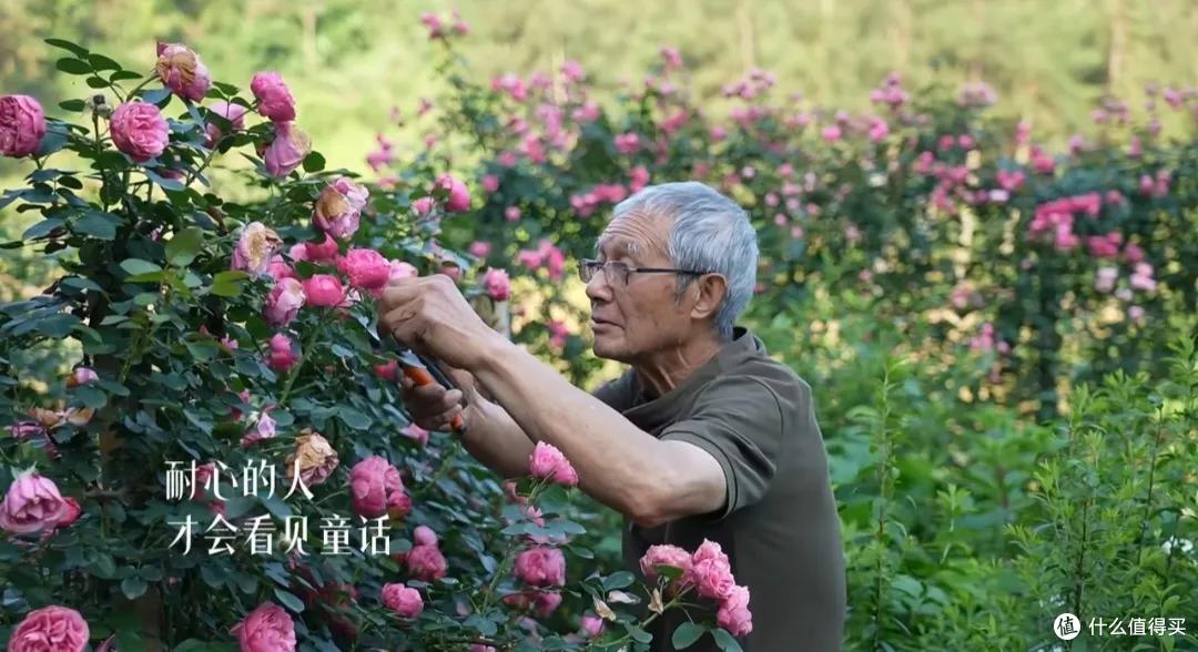 浪漫大抵如此吧!只因奶奶说了一句我喜欢花,爷爷就种了一辈子花