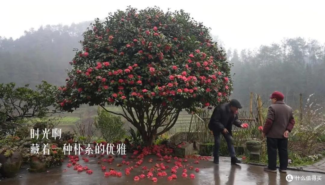 浪漫大抵如此吧!只因奶奶说了一句我喜欢花,爷爷就种了一辈子花