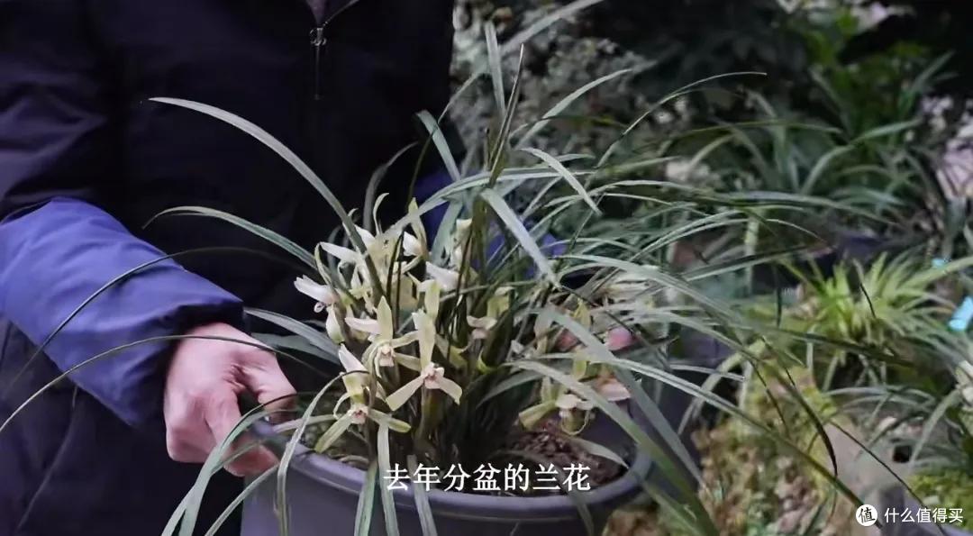 浪漫大抵如此吧!只因奶奶说了一句我喜欢花,爷爷就种了一辈子花
