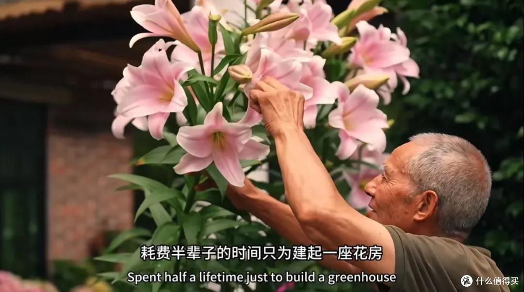 浪漫大抵如此吧!只因奶奶说了一句我喜欢花,爷爷就种了一辈子花