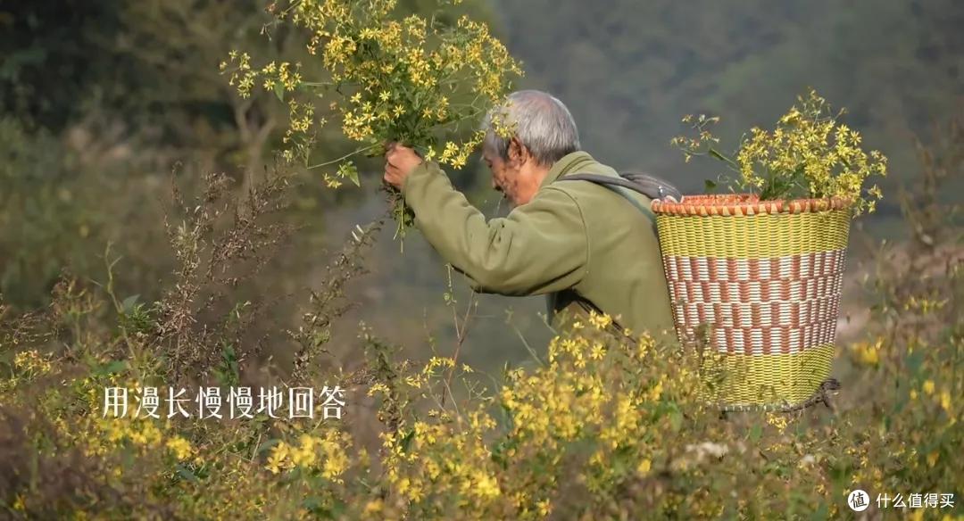 浪漫大抵如此吧!只因奶奶说了一句我喜欢花,爷爷就种了一辈子花