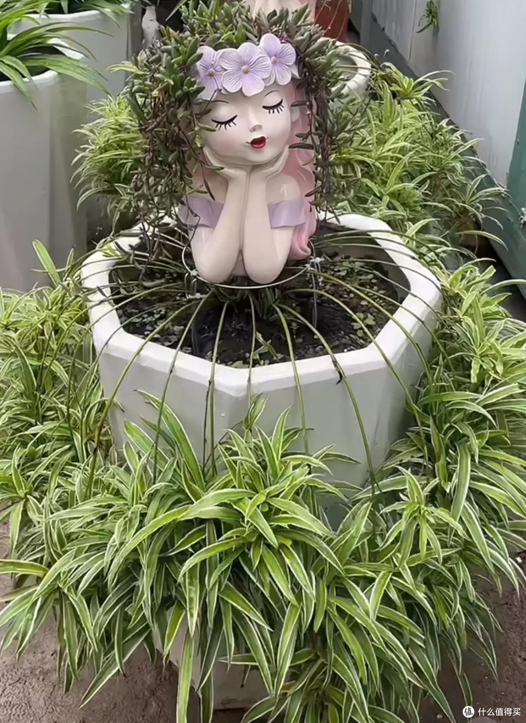 爷爷养了5年的老桩吊兰,苍劲、古朴有韵味,有人出一千元都不卖