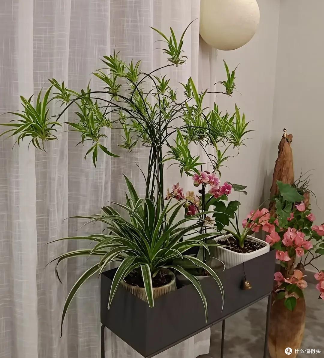 爷爷养了5年的老桩吊兰,苍劲、古朴有韵味,有人出一千元都不卖
