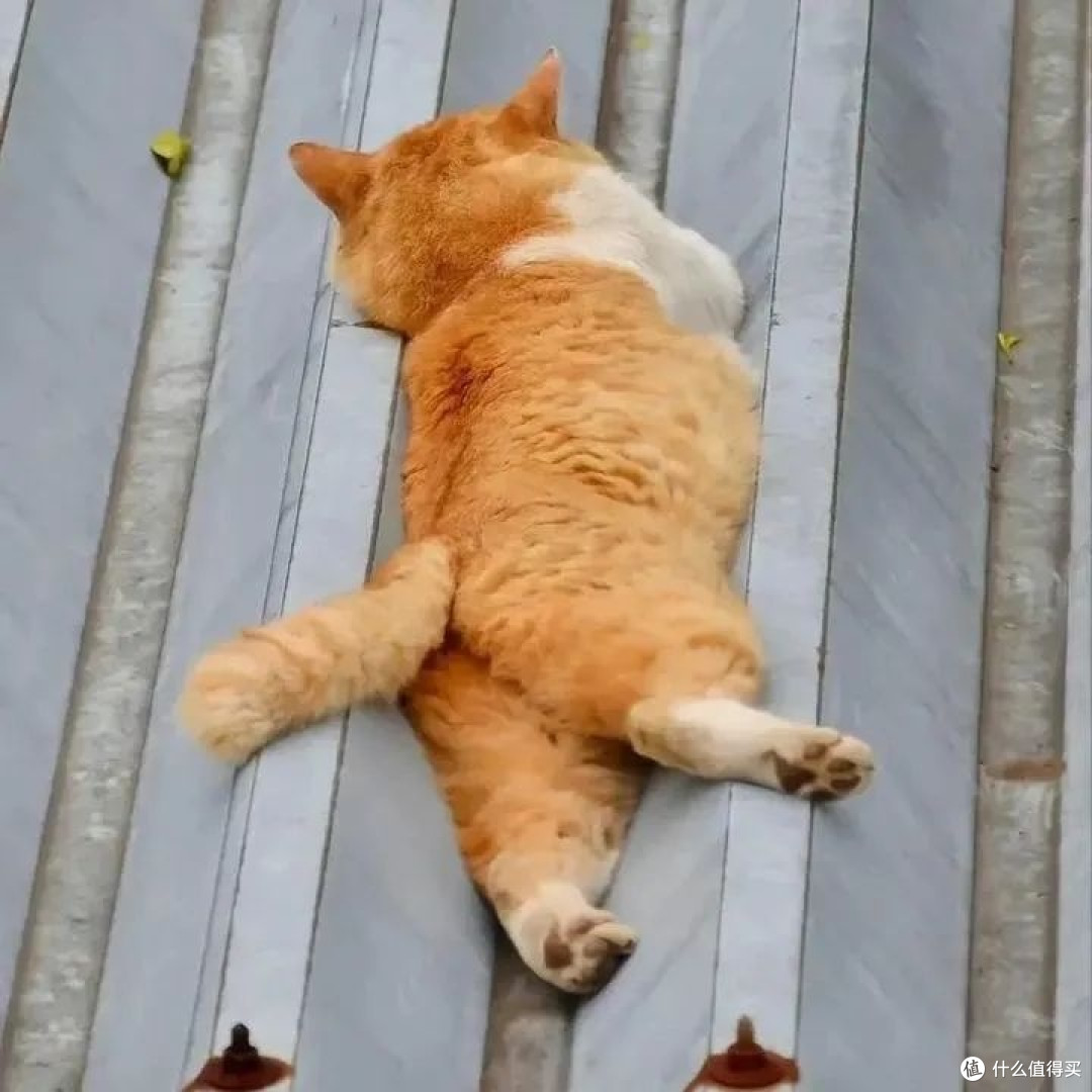 猫粮是万物一口好还是希喂好?要怎么选?
