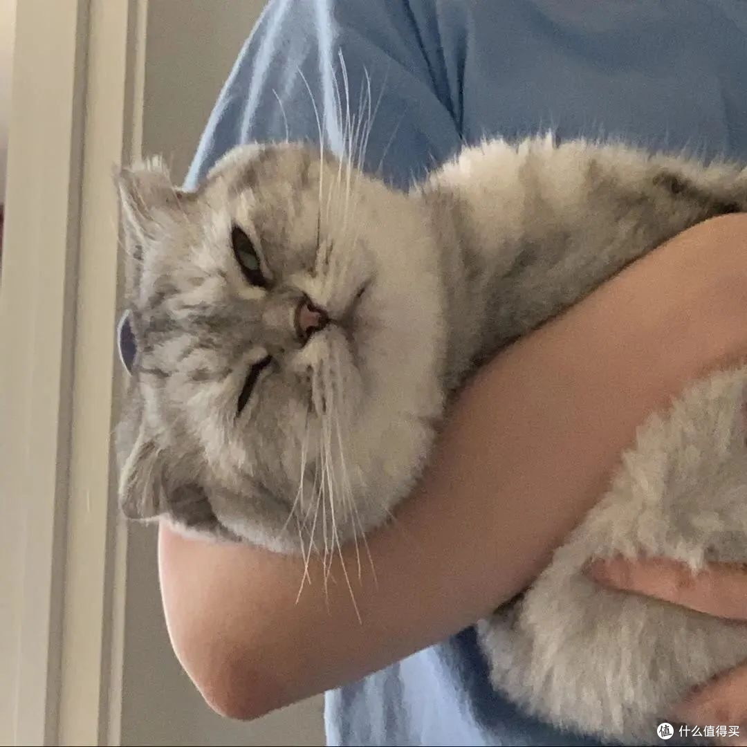热门猫粮！对比测评希喂猫粮和金吉瑞猫粮怎么样？怎么选？