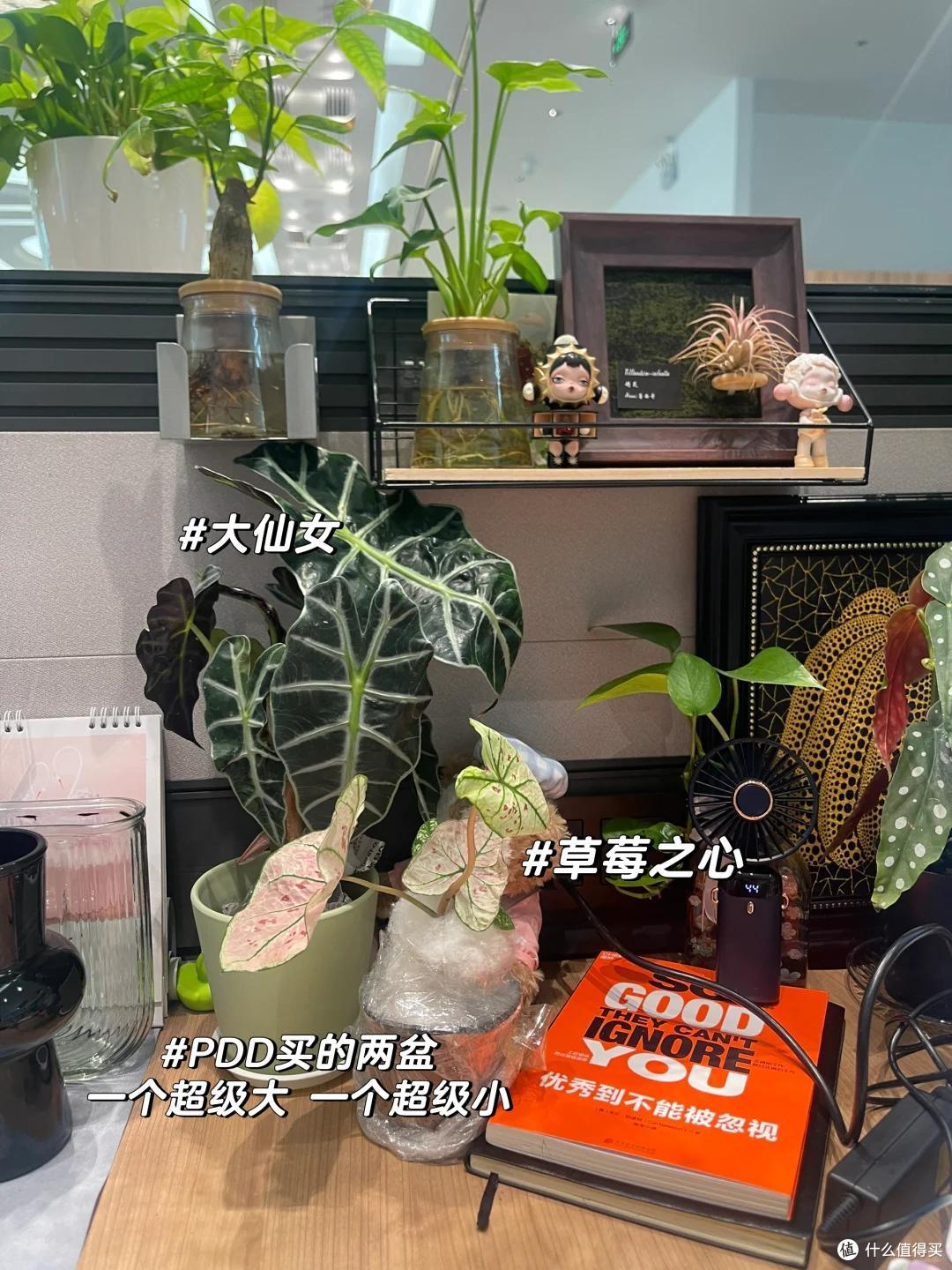 上海一姑娘，因“工位养花”被约谈，引全员效仿，领导：啪啪打脸