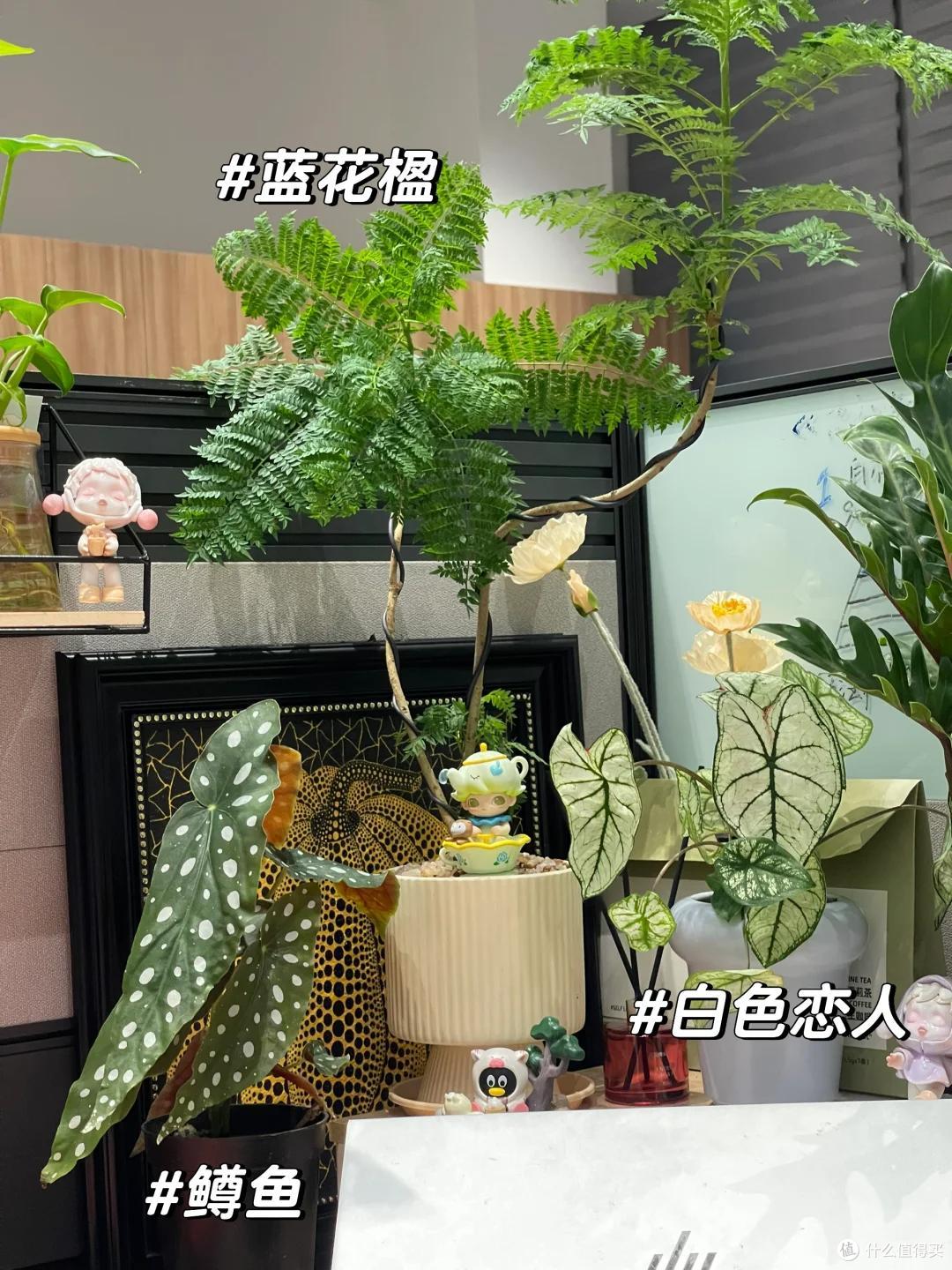 上海一姑娘，因“工位养花”被约谈，引全员效仿，领导：啪啪打脸