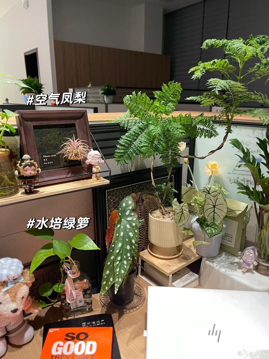 上海一姑娘，因“工位养花”被约谈，引全员效仿，领导：啪啪打脸