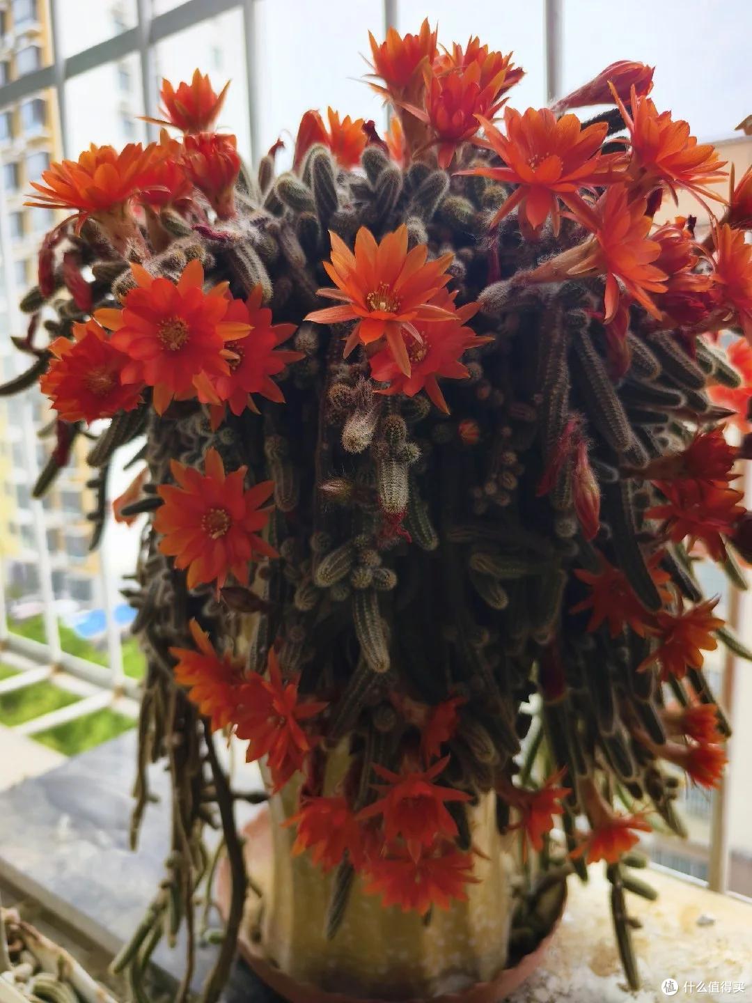 离家一年多，湖南一女子窗台上的多肉竟开花了，网友：花坚强呀~