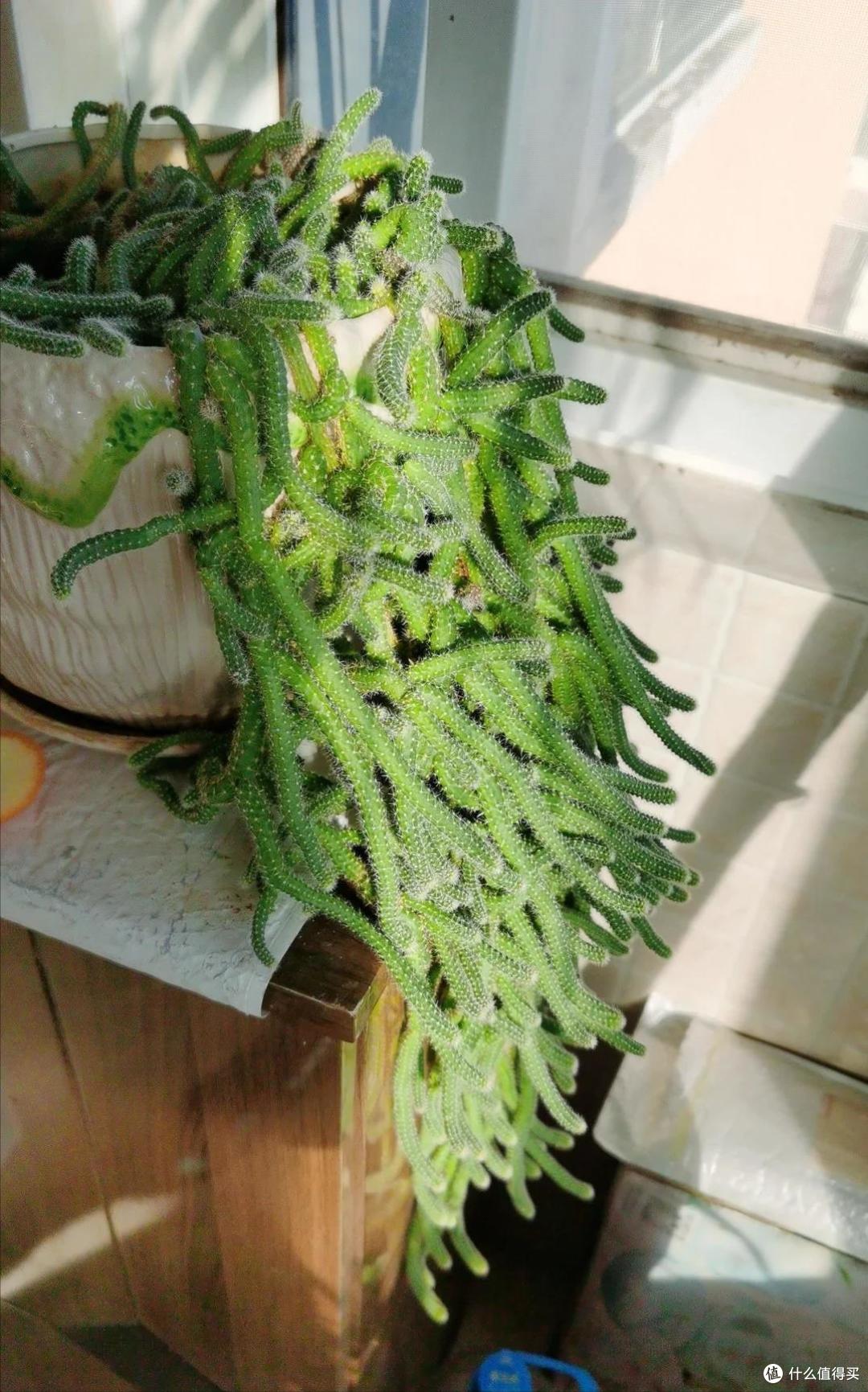 离家一年多，湖南一女子窗台上的多肉竟开花了，网友：花坚强呀~