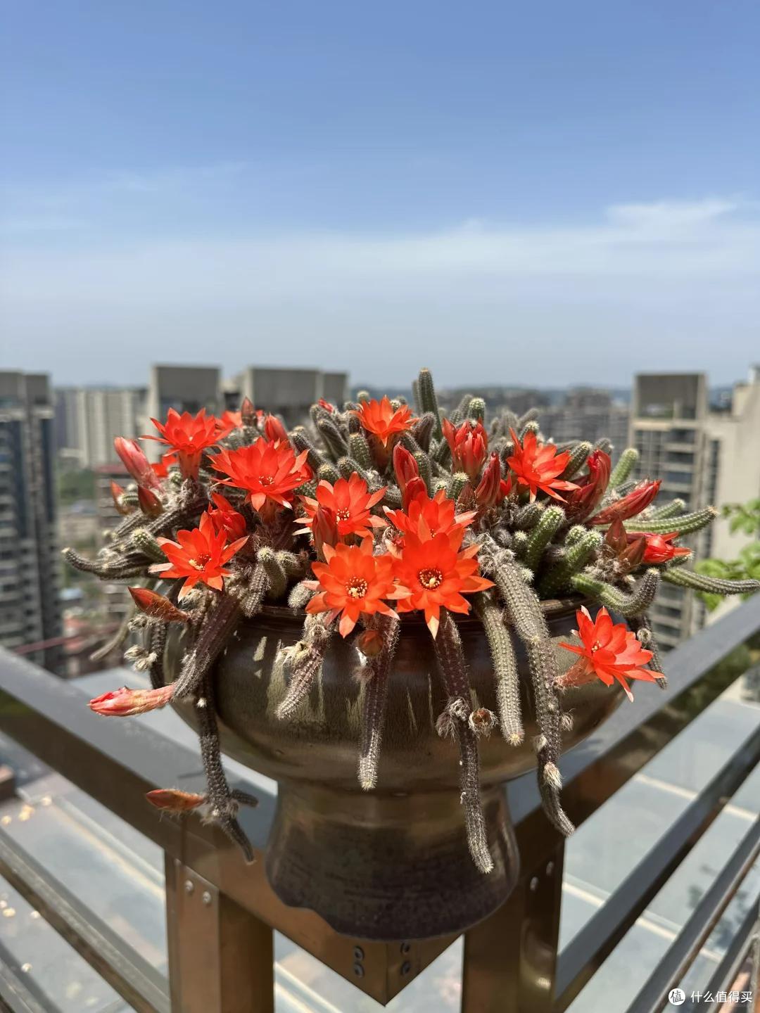 离家一年多，湖南一女子窗台上的多肉竟开花了，网友：花坚强呀~