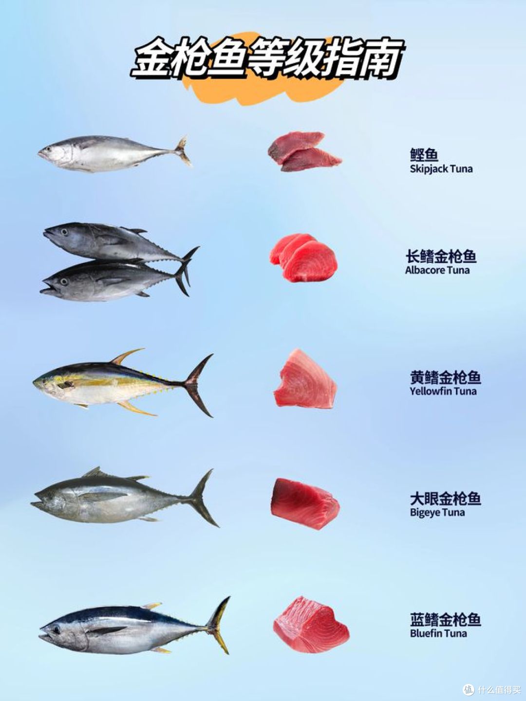 长鳍金枪鱼和金枪鱼的区别,哪种好吃?