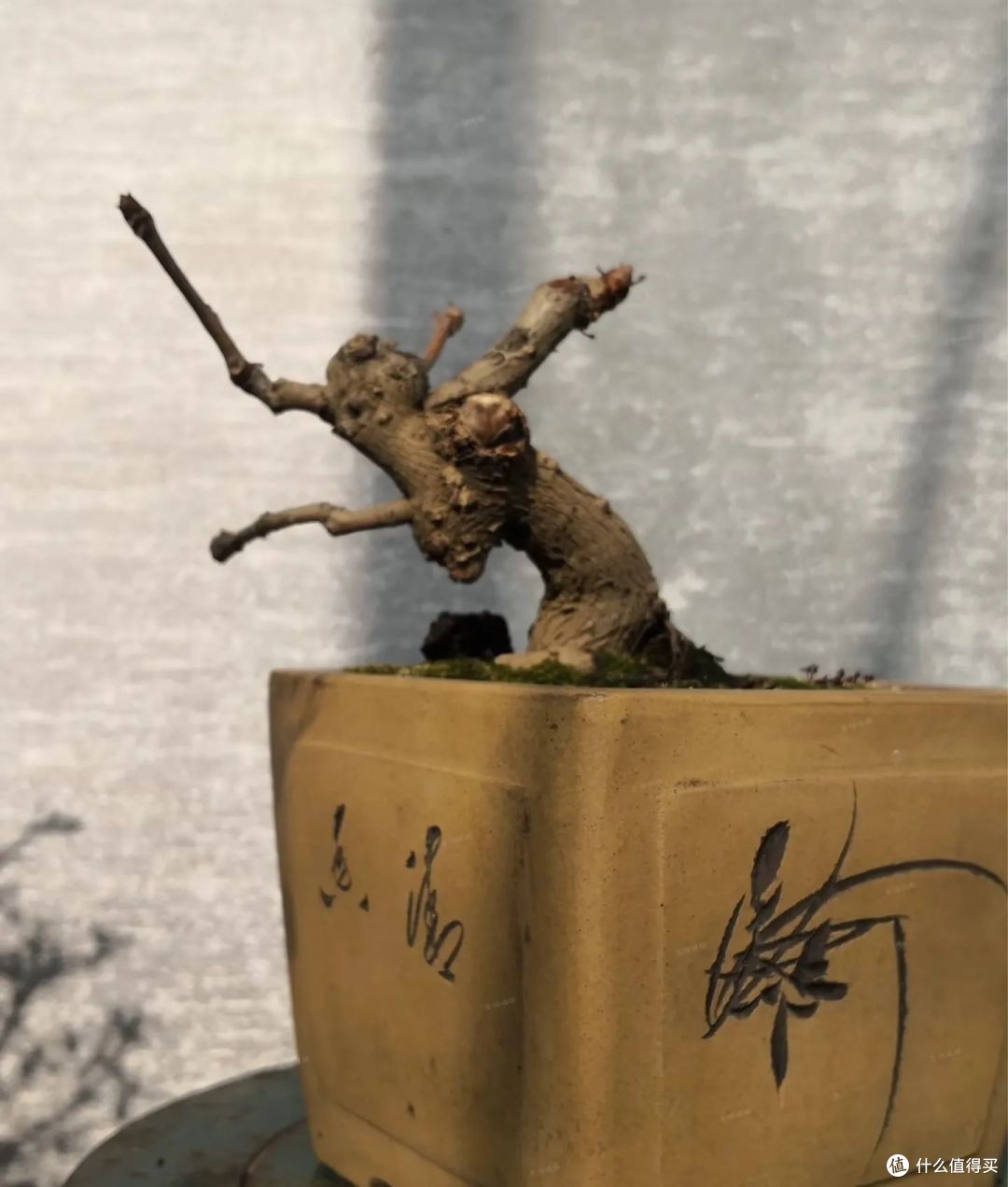 陕西一大叔，用11年把银杏小苗变“盆景”，身价过万，网友：牛！