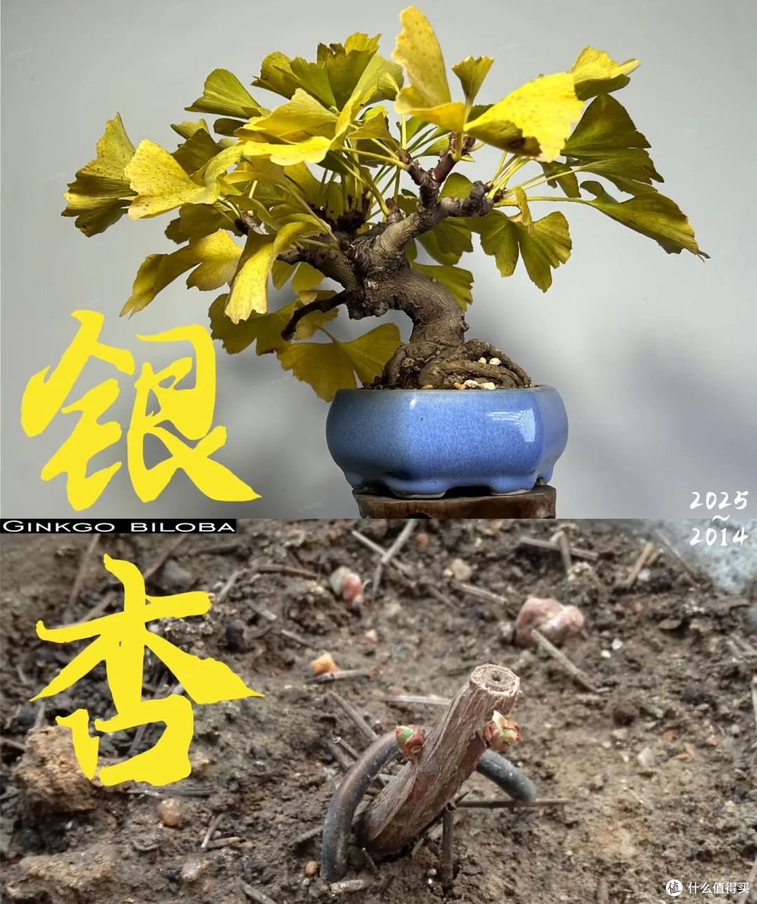 陕西一大叔，用11年把银杏小苗变“盆景”，身价过万，网友：牛！