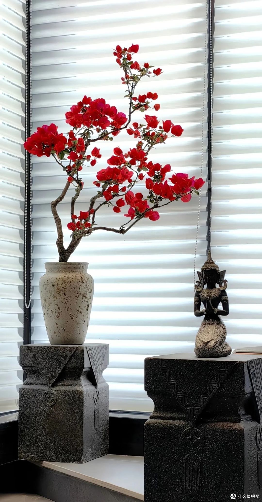 浙江一阿姨，把懒花三角梅“中国红”养出美感，网友：想养了！_盆栽_什么