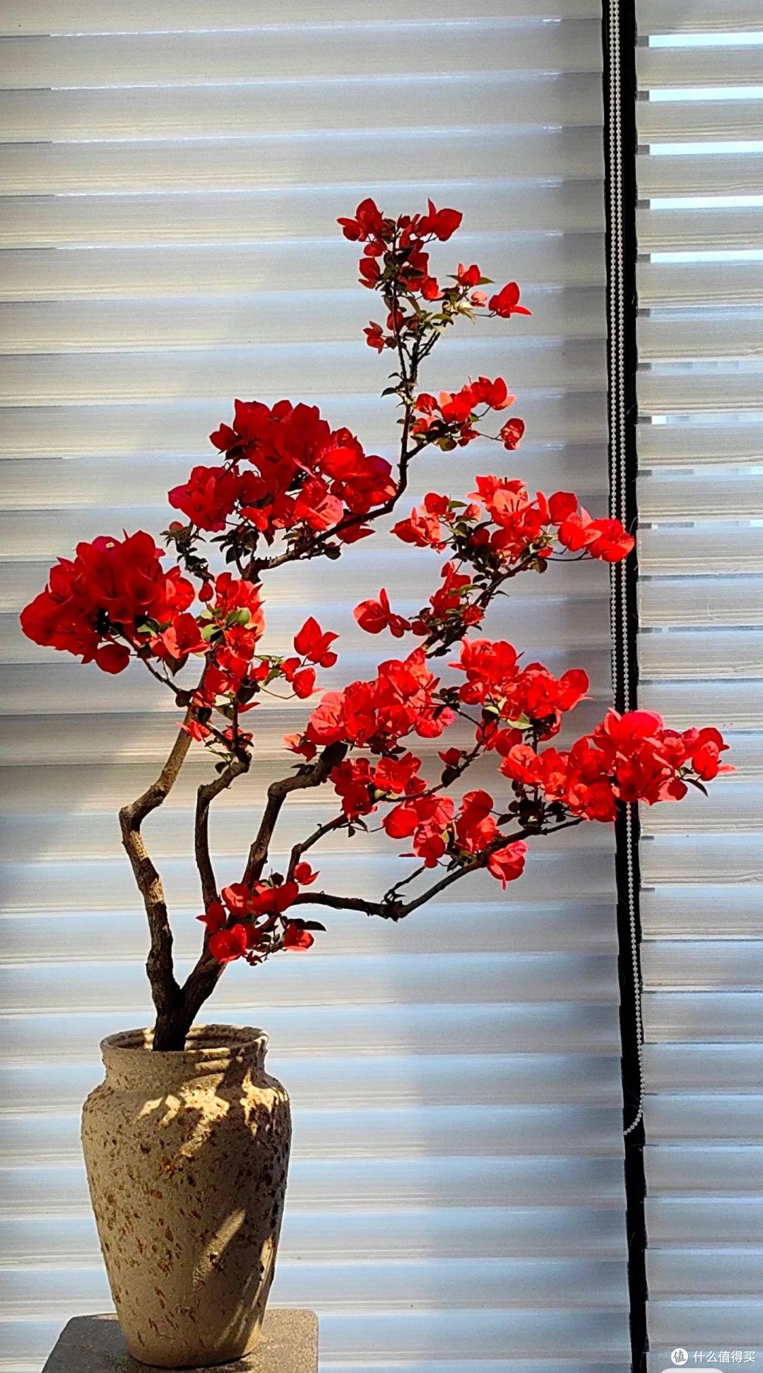 浙江一阿姨，把懒花三角梅“中国红”养出美感，网友：想养了！_盆栽_什么