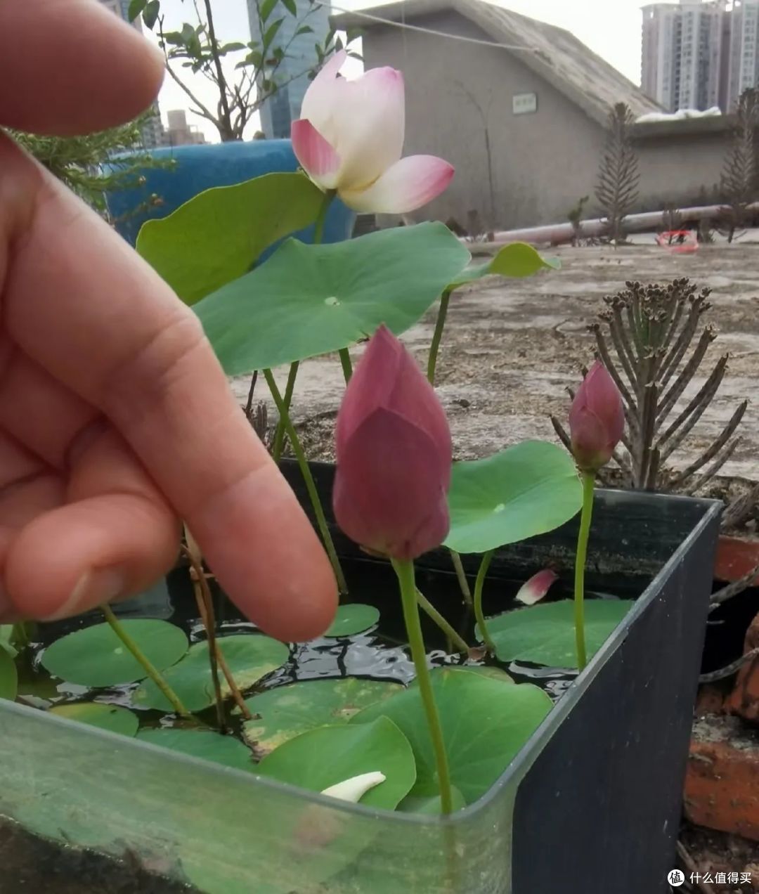 浙江小姐姐，因荷花“不开花”走红，网友：哄哄才会开！