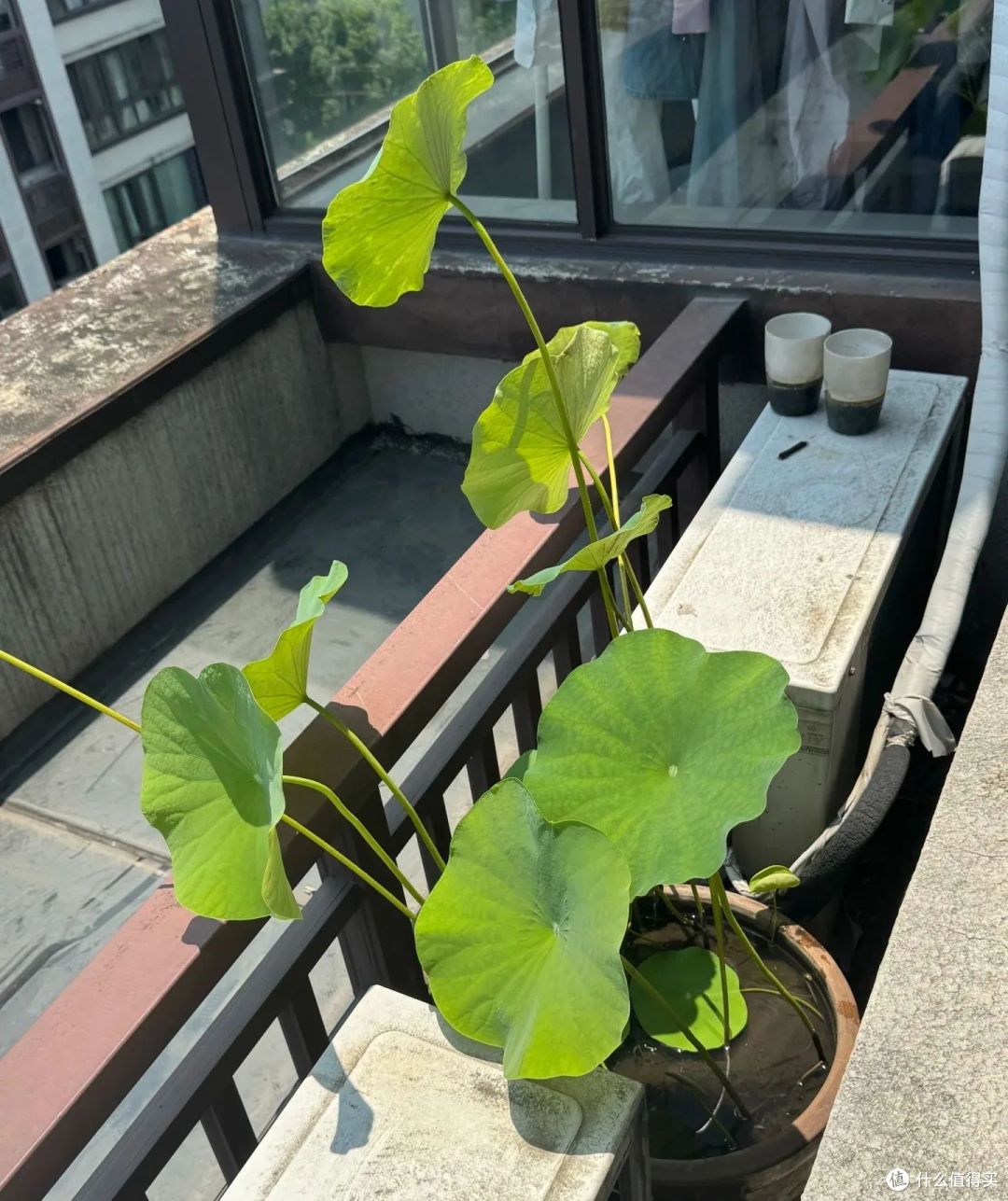 浙江小姐姐，因荷花“不开花”走红，网友：哄哄才会开！
