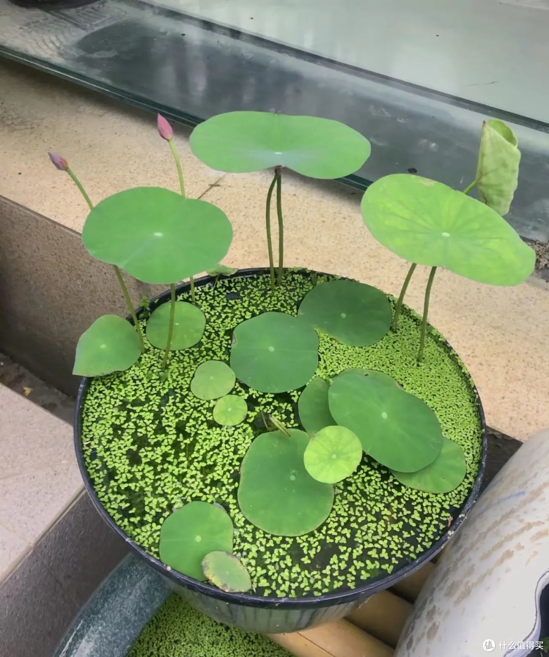 浙江小姐姐，因荷花“不开花”走红，网友：哄哄才会开！