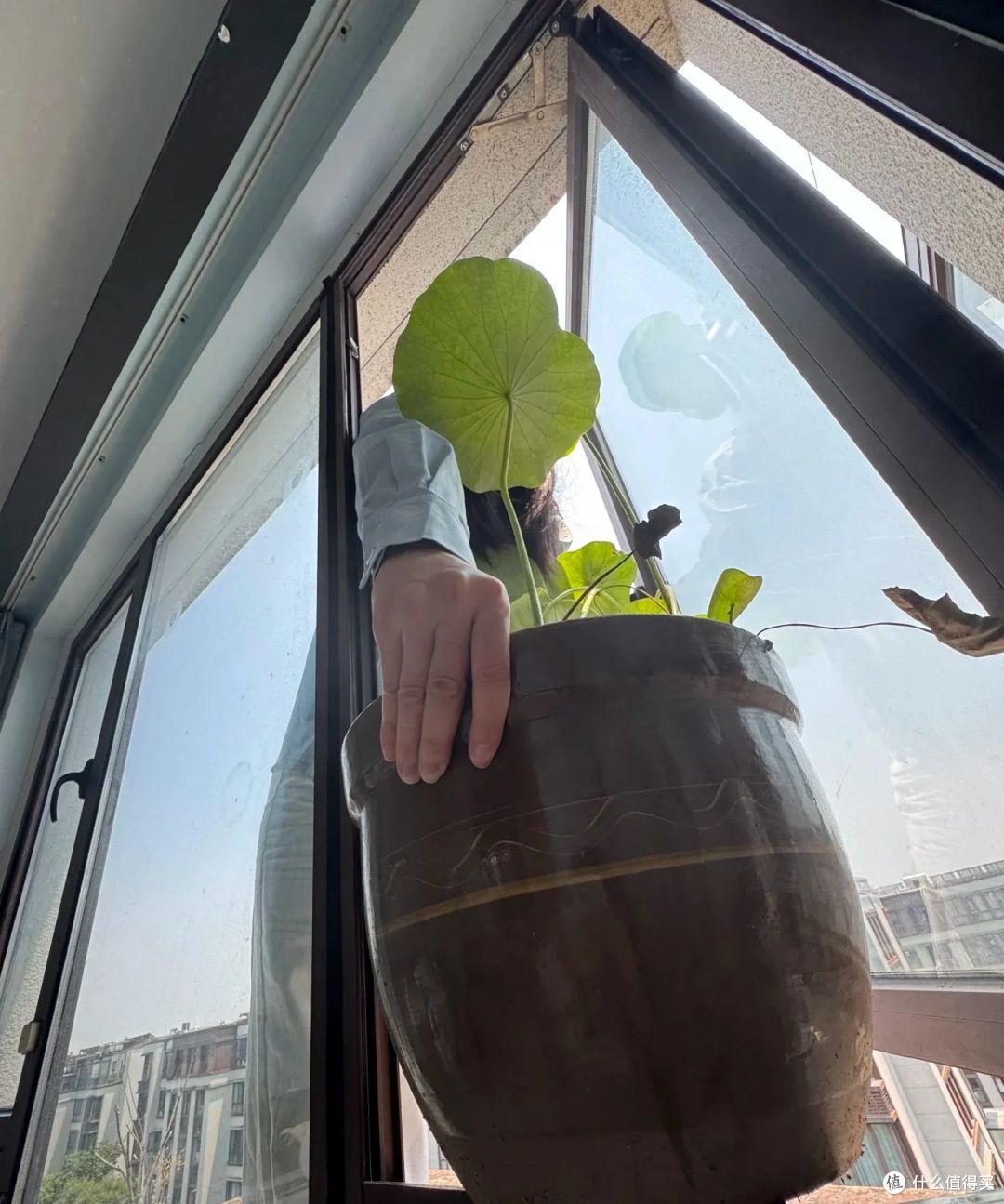 浙江小姐姐，因荷花“不开花”走红，网友：哄哄才会开！