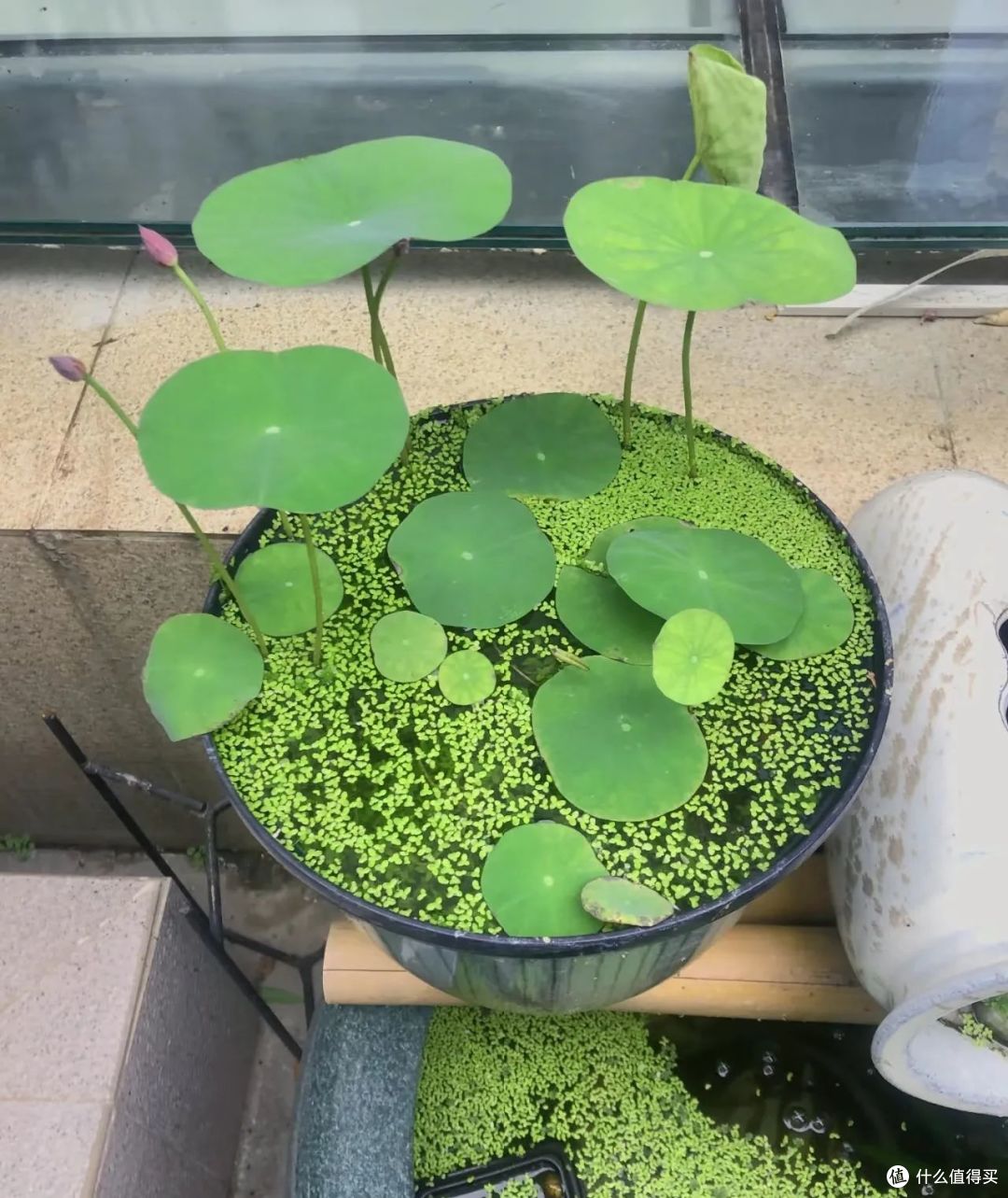 浙江小姐姐，因荷花“不开花”走红，网友：哄哄才会开！