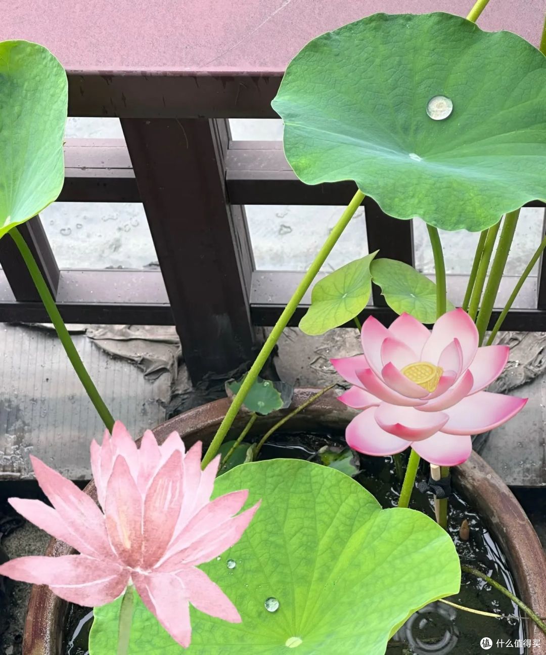 浙江小姐姐，因荷花“不开花”走红，网友：哄哄才会开！