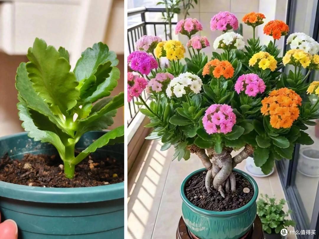 四川一姑娘,把3年前扦插的长寿花小苗,养成了老桩,繁花似锦