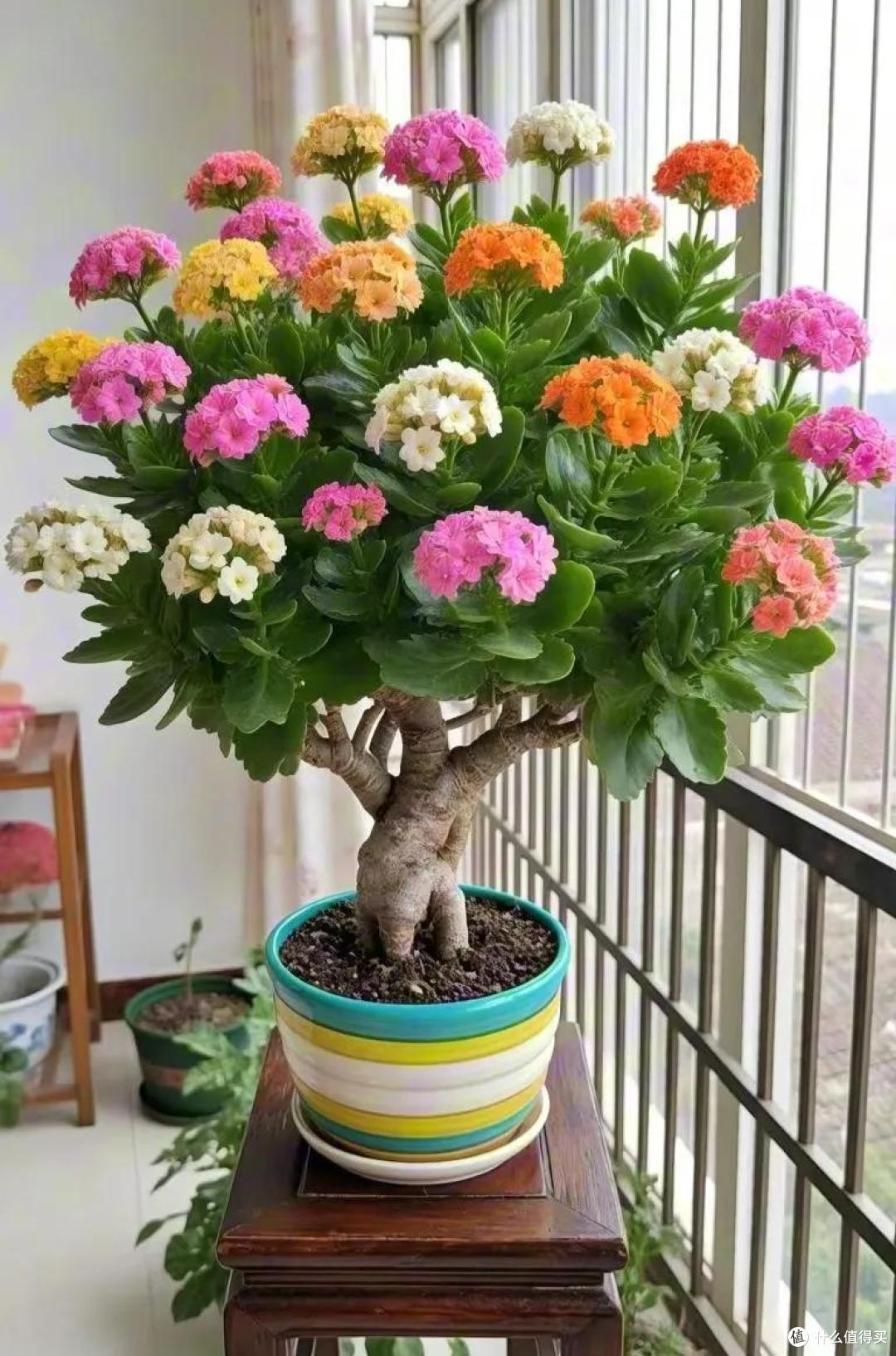 四川一姑娘,把3年前扦插的长寿花小苗,养成了老桩,繁花似锦