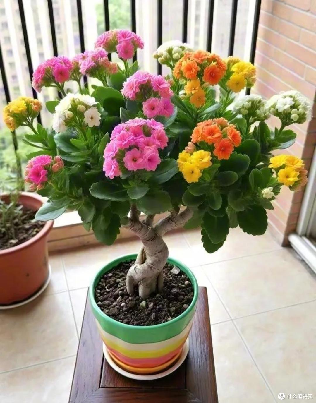 四川一姑娘,把3年前扦插的长寿花小苗,养成了老桩,繁花似锦