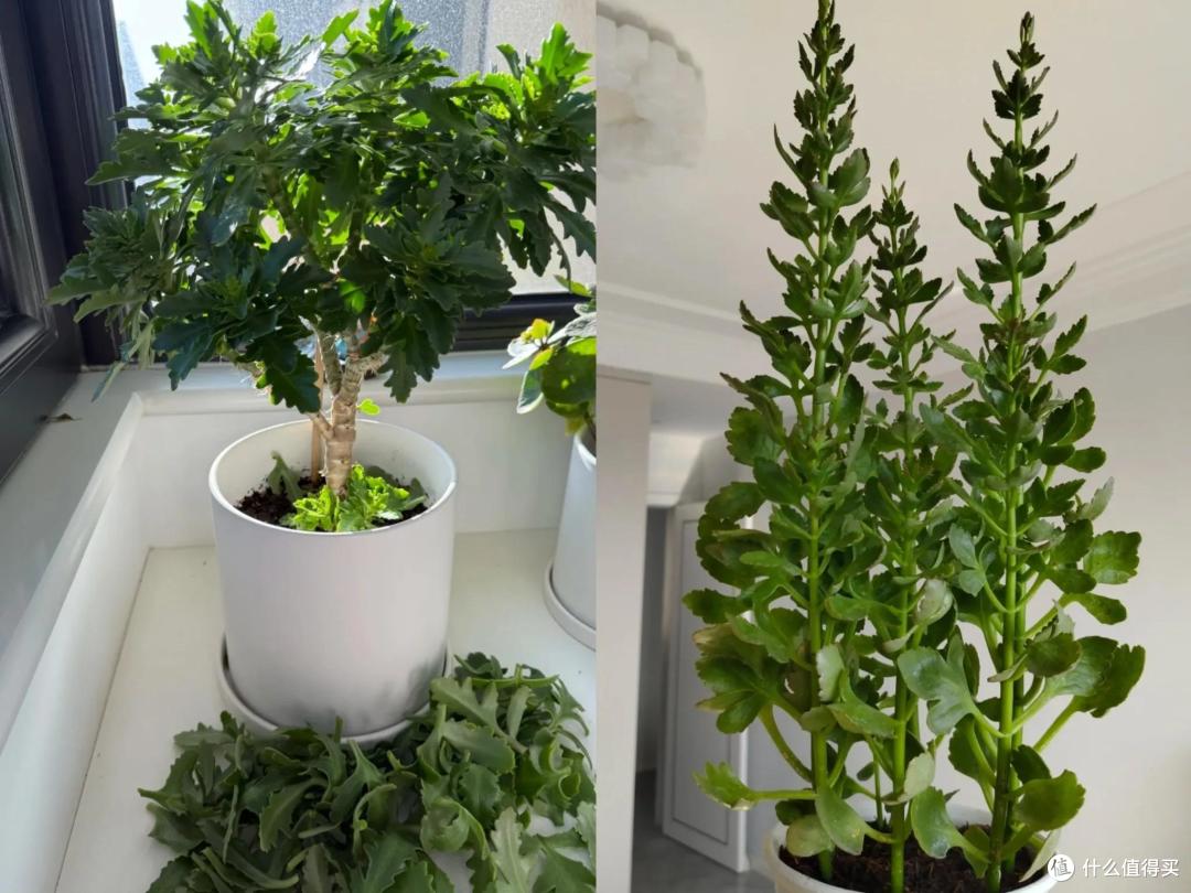 四川一姑娘,把3年前扦插的长寿花小苗,养成了老桩,繁花似锦