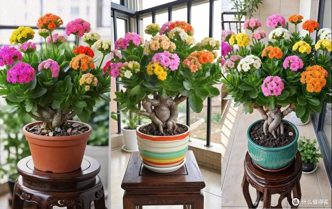 四川一姑娘,把3年前扦插的长寿花小苗,养成了老桩,繁花似锦