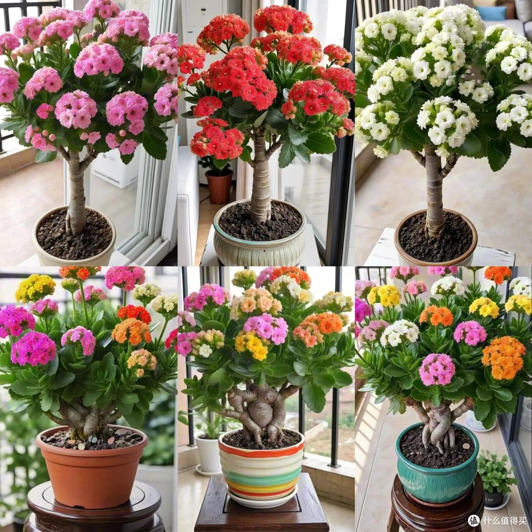 四川一姑娘,把3年前扦插的长寿花小苗,养成了老桩,繁花似锦