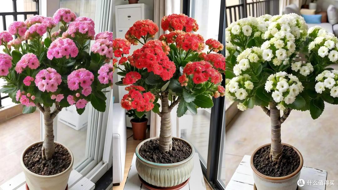 四川一姑娘,把3年前扦插的长寿花小苗,养成了老桩,繁花似锦