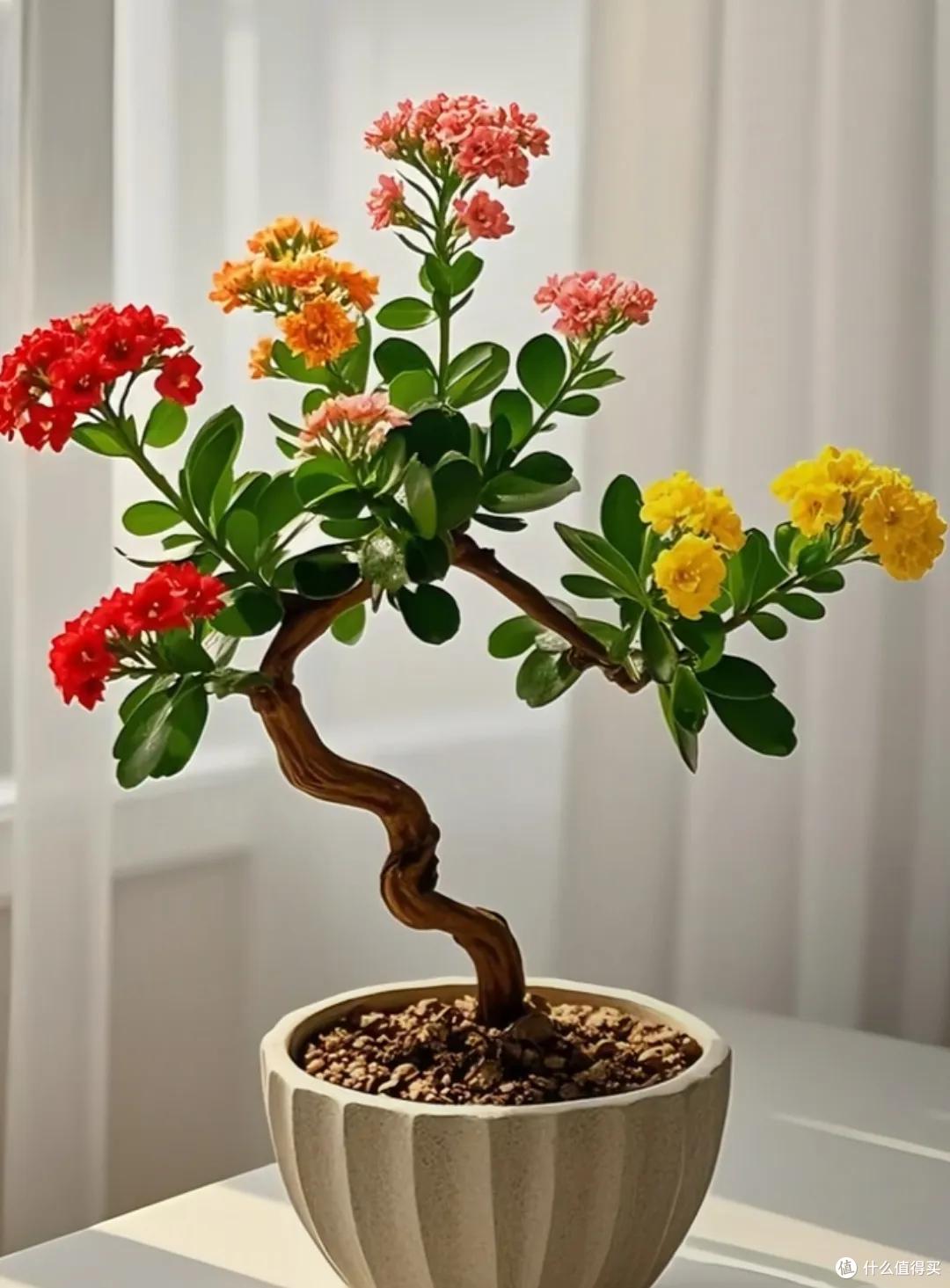 四川一姑娘,把3年前扦插的长寿花小苗,养成了老桩,繁花似锦