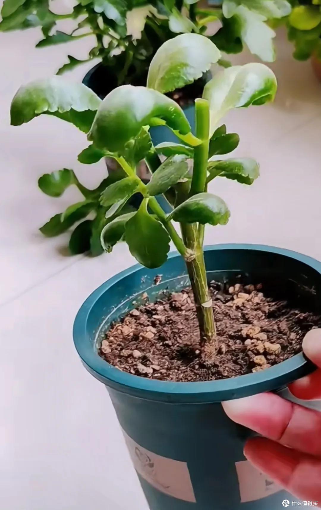 四川一姑娘,把3年前扦插的长寿花小苗,养成了老桩,繁花似锦