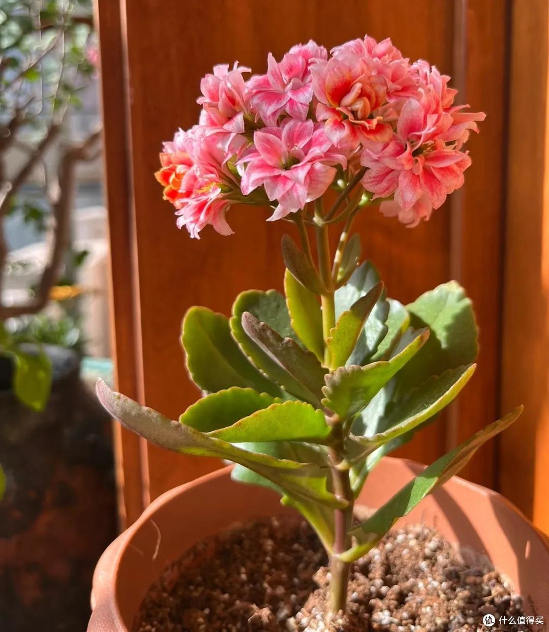 四川一姑娘,把3年前扦插的长寿花小苗,养成了老桩,繁花似锦