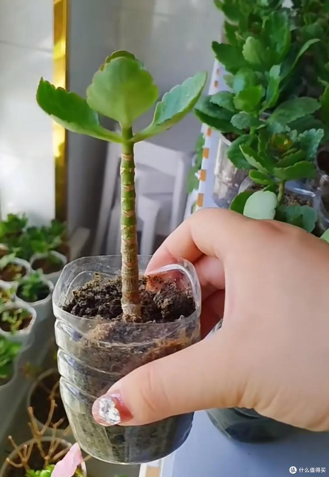 四川一姑娘,把3年前扦插的长寿花小苗,养成了老桩,繁花似锦