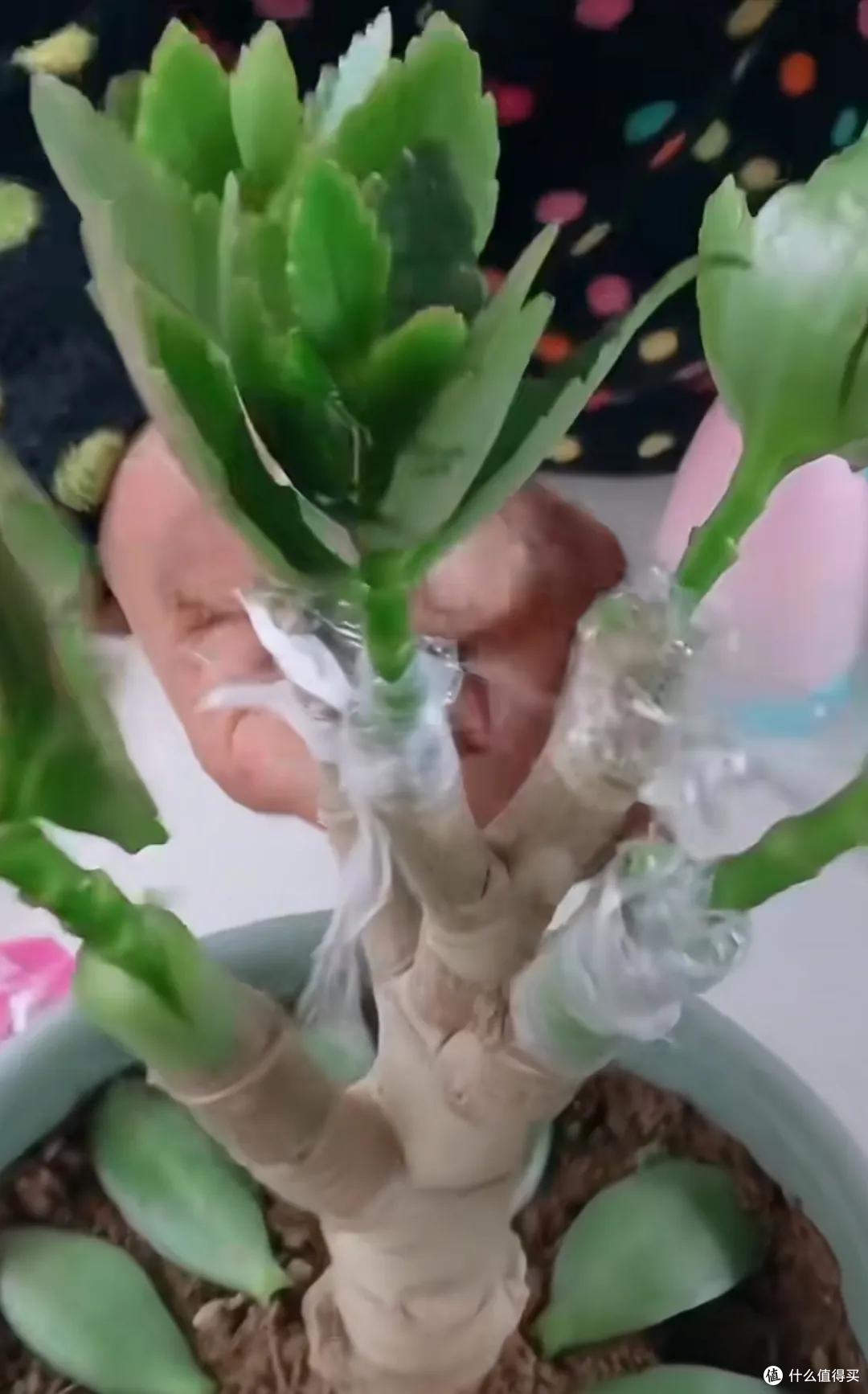 四川一姑娘,把3年前扦插的长寿花小苗,养成了老桩,繁花似锦