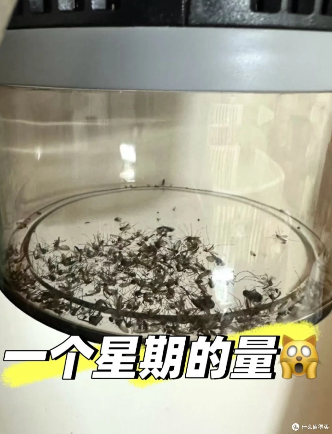 被网友的“驱蚊妙招”惊呆了,不花啥钱,蚊子就少了一半!