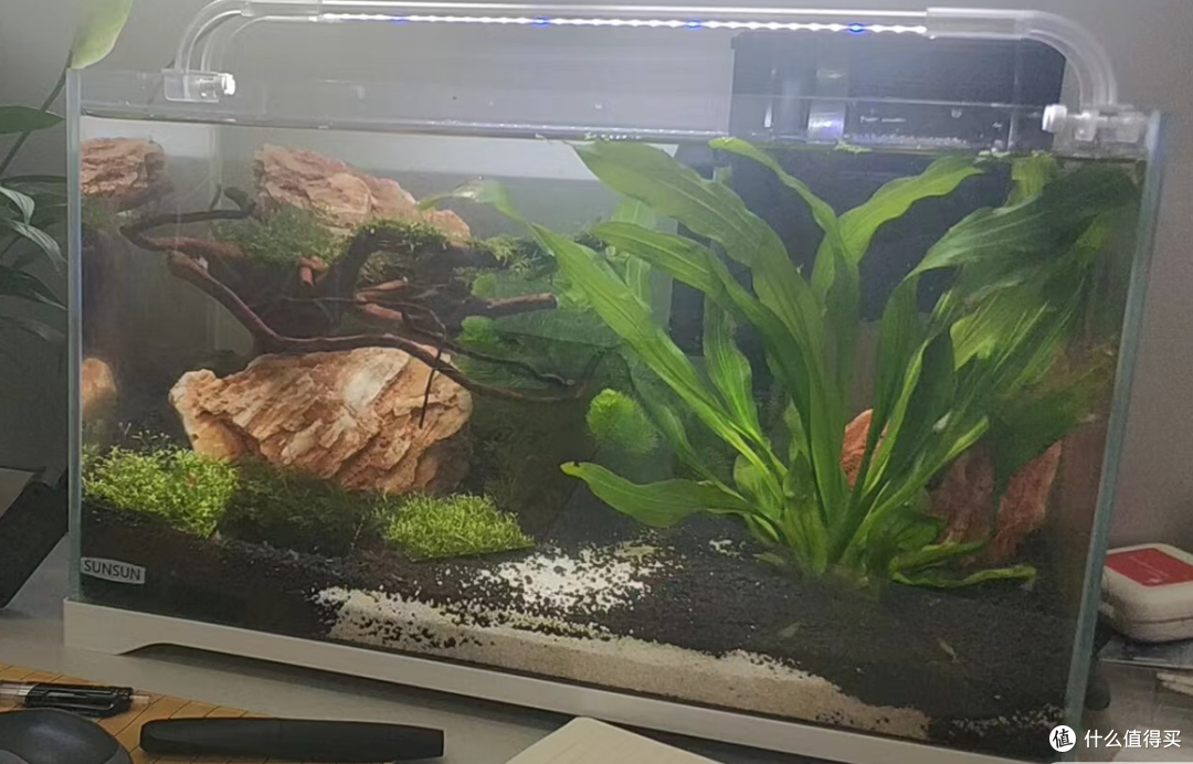 草缸鱼缸水陆缸,缸缸都是爱;小鱼小虾小蜗牛,换的比水勤快