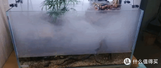 草缸鱼缸水陆缸,缸缸都是爱;小鱼小虾小蜗牛,换的比水勤快