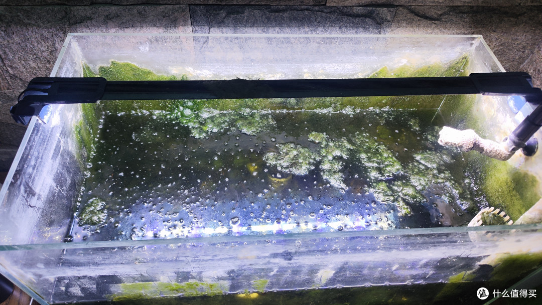 草缸鱼缸水陆缸,缸缸都是爱;小鱼小虾小蜗牛,换的比水勤快