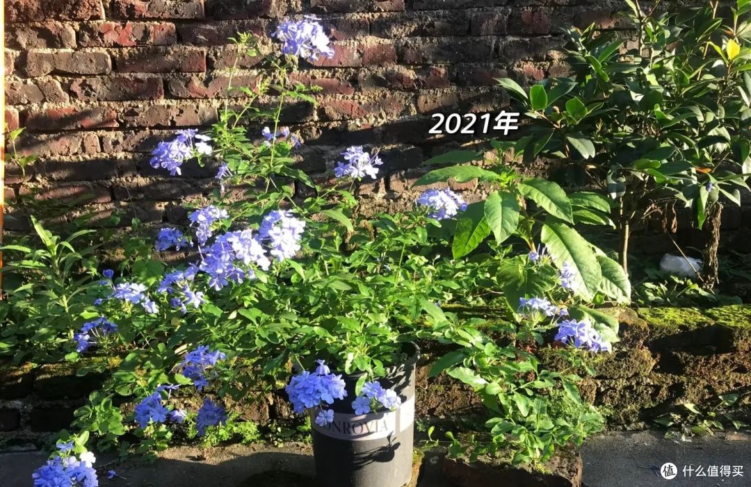 福建一姑娘,蓝雪花“3年变花瀑布”,太壮观了,网友:梦中情树