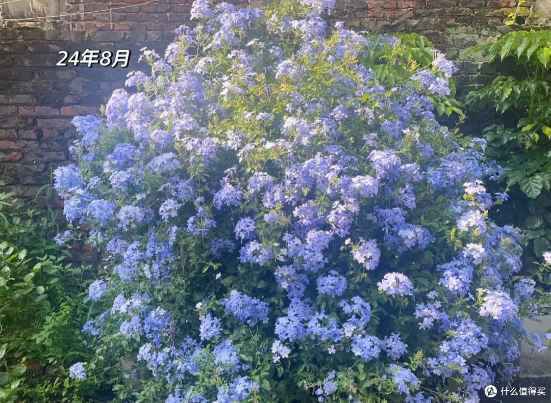 福建一姑娘,蓝雪花“3年变花瀑布”,太壮观了,网友:梦中情树