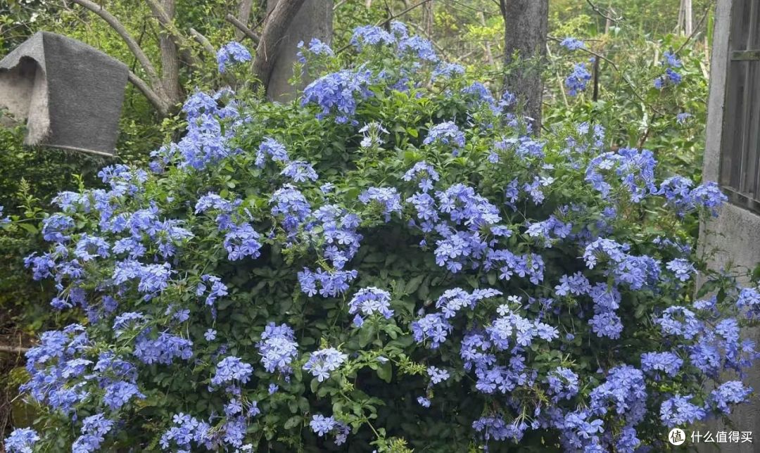 福建一姑娘,蓝雪花“3年变花瀑布”,太壮观了,网友:梦中情树