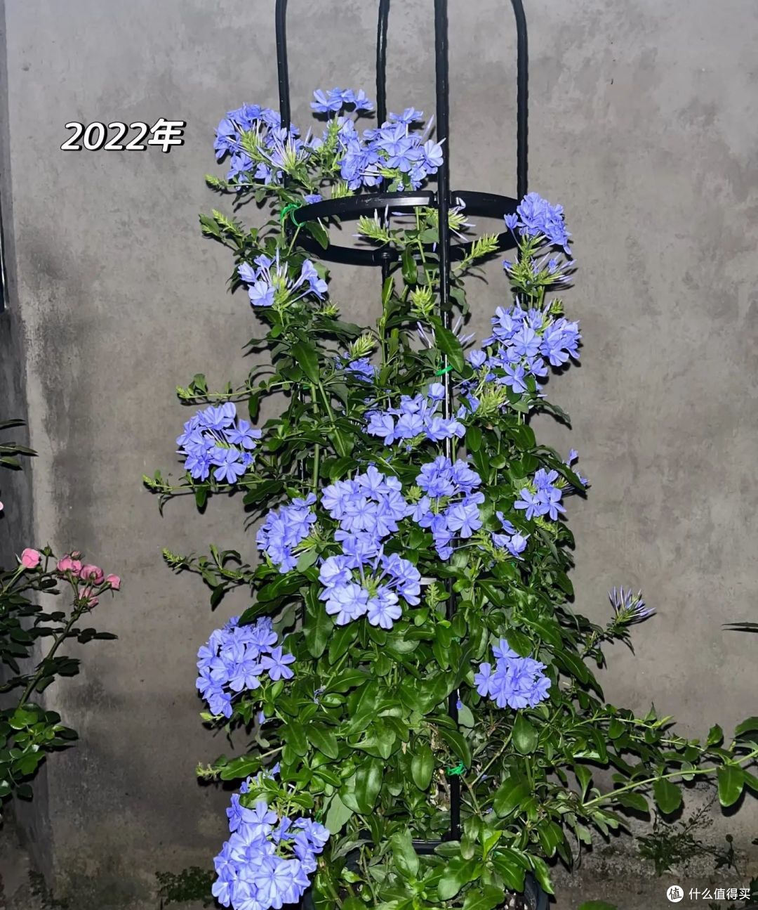 福建一姑娘,蓝雪花“3年变花瀑布”,太壮观了,网友:梦中情树