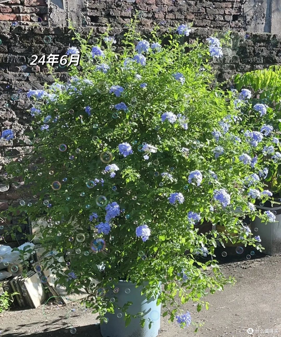 福建一姑娘,蓝雪花“3年变花瀑布”,太壮观了,网友:梦中情树