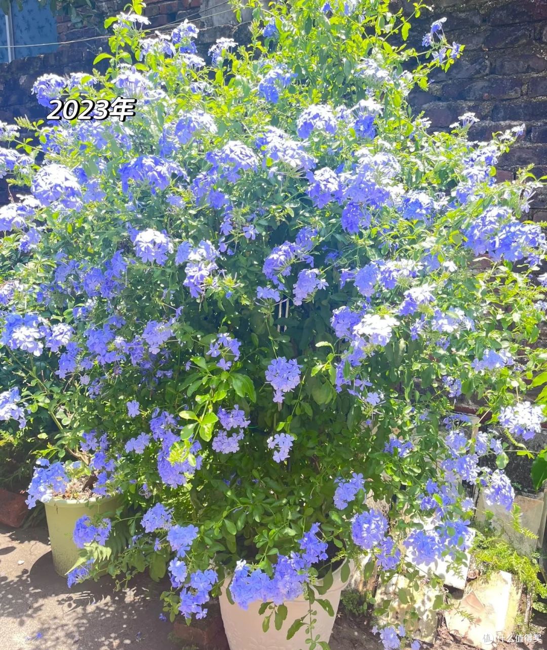 福建一姑娘,蓝雪花“3年变花瀑布”,太壮观了,网友:梦中情树