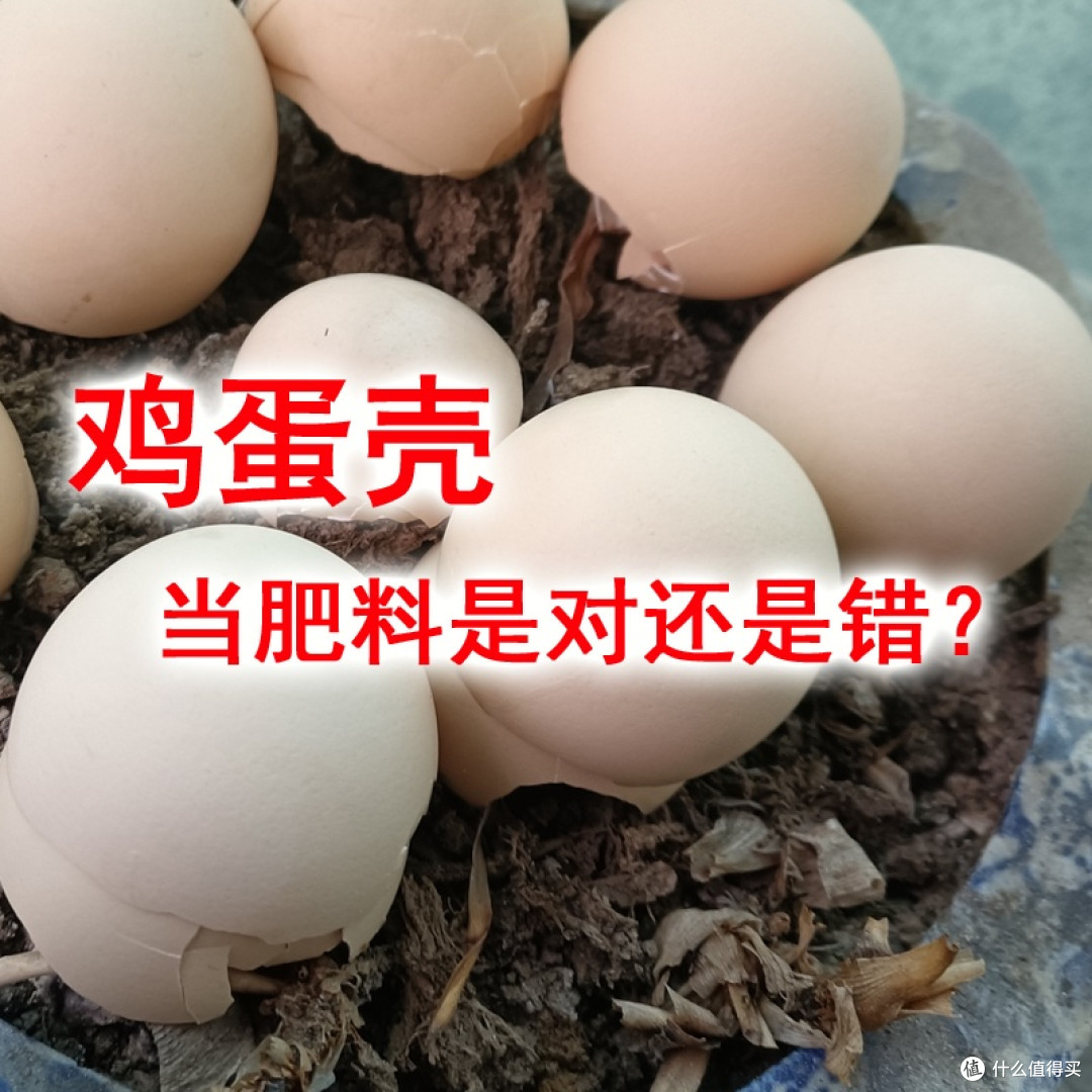 鸡蛋壳当肥料是对还是错?
