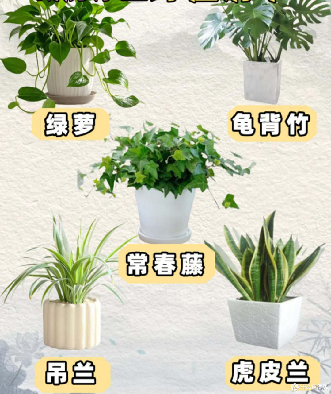 能净化空气的8种花,再穷也得养上一盆,家里的废气统统都吸光!